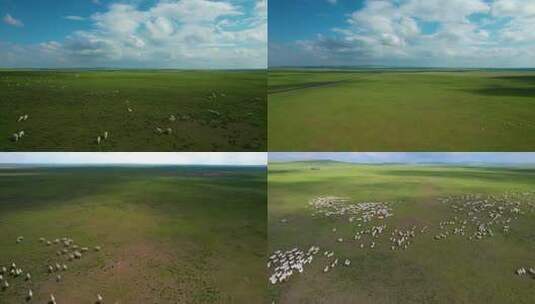 辽阔草原上散落的大片的羊群高清在线视频素材下载