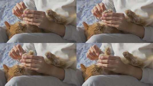 给可爱的猫咪剪指甲高清在线视频素材下载