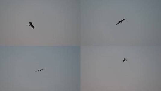 天空中翱翔的雄鹰高清在线视频素材下载