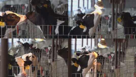 奶牛 小奶牛 奶牛场 奶牛养殖 (80)高清在线视频素材下载