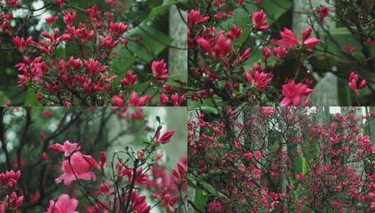 红色日本大津杜鹃花红杜鹃花朵高清在线视频素材下载