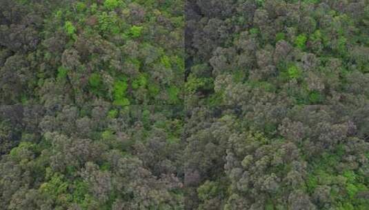 航拍绿色森林植被景观高清在线视频素材下载