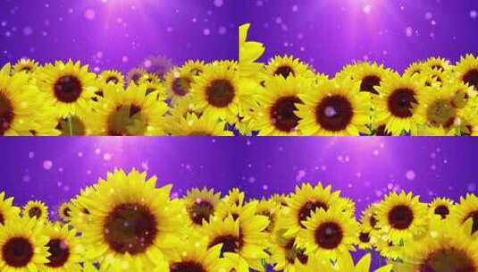 紫色向日葵背景视频高清在线视频素材下载
