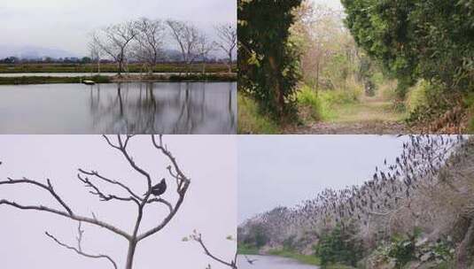 l1香港湿地公园空境和枝头上鸟群高清在线视频素材下载