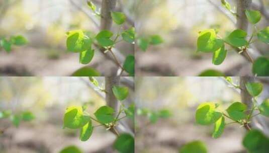 阳光下翠绿的叶子移动镜头高清在线视频素材下载