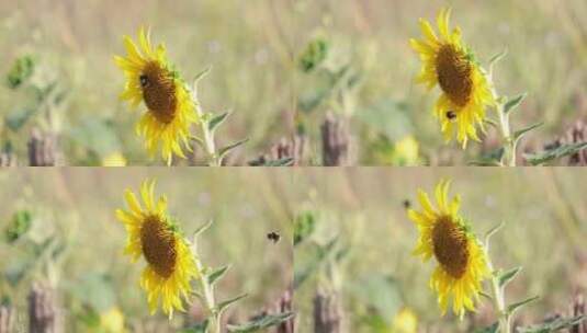 蜜蜂在向日葵上采蜜高清在线视频素材下载
