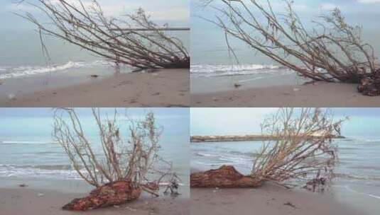 海边枯萎倒下的树高清在线视频素材下载