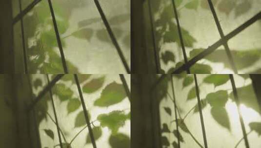 玻璃背后的植物高清在线视频素材下载