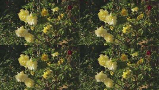 黄色的花朵高清在线视频素材下载
