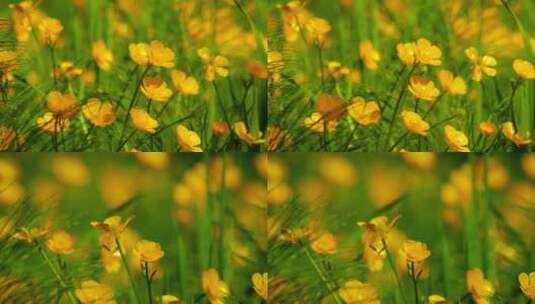 黄色小花朵高清在线视频素材下载