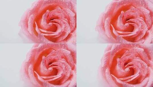 实拍娇嫩欲滴的粉色玫瑰花4K高清在线视频素材下载