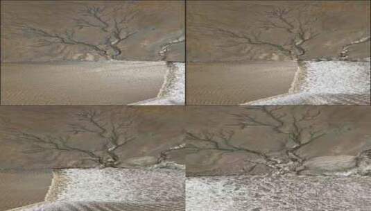 潮汐树大自然的冶金术高清在线视频素材下载