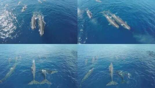 航拍海洋里的鲸鱼高清在线视频素材下载
