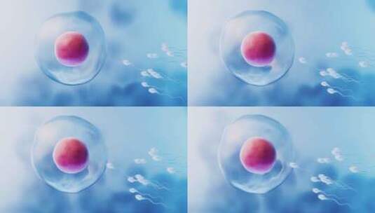 精子和卵细胞结合受精3D渲染高清在线视频素材下载