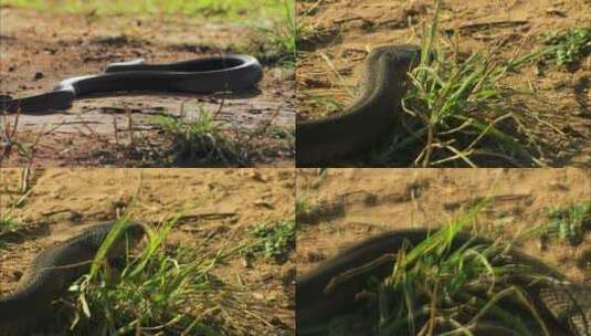 野外草丛路边蛇爬行高清在线视频素材下载