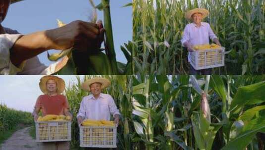 农民伯伯玉米高清在线视频素材下载