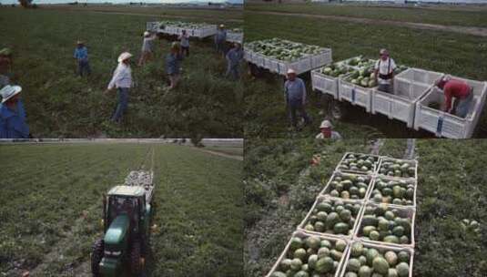 西瓜种植基地国外大片西瓜丰收采摘机械化高清在线视频素材下载