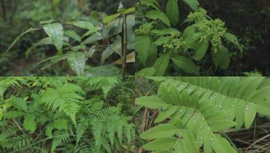浙江仙居林中植被高清实拍高清在线视频素材下载