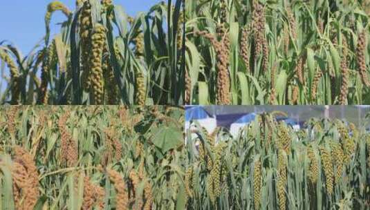 【合集】实拍田地里成熟的小麦 杂粮 丰收高清在线视频素材下载