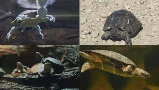 [合集]水中游泳乌龟背上特写取暖高清在线视频素材下载