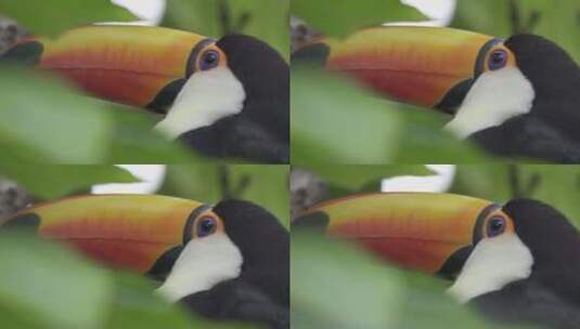 丛林树叶框住一只普通巨嘴鸟的慢动作特写镜头高清在线视频素材下载