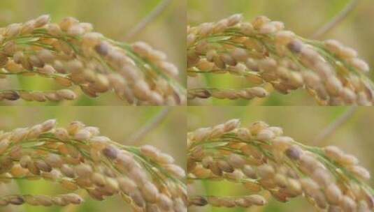 水稻水稻田高清在线视频素材下载