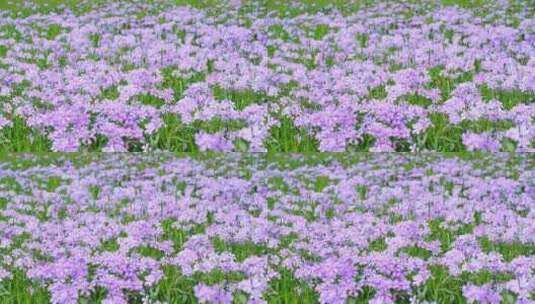春天野花小紫花草原草甸花园盛开高清在线视频素材下载