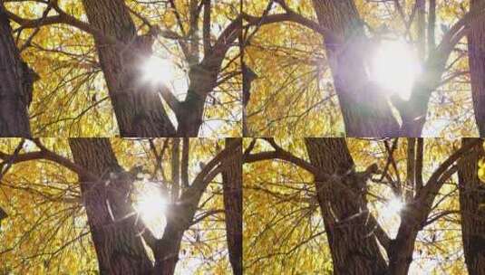 金秋金黄色树叶透过树梢看向阳光高清在线视频素材下载