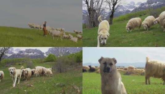 4k农村草原牧羊人牧羊犬牧羊绵羊羊吃草高清在线视频素材下载