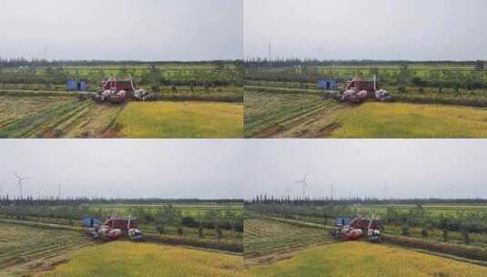 稻田收割现场航拍视频高清在线视频素材下载