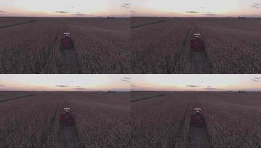 夕阳下秋收玉米收割航拍高清在线视频素材下载