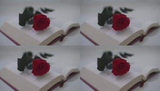 书本上的玫瑰花高清在线视频素材下载
