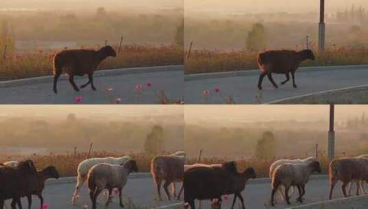 黄昏新疆农村的羊群高清在线视频素材下载