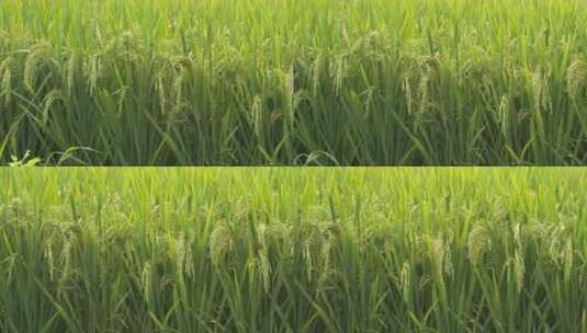 夏末初秋水稻即将成熟大米高清在线视频素材下载