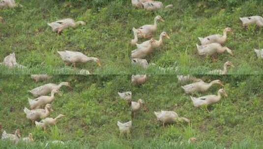 农村散养鸭子觅食土鸭麻鸭高清在线视频素材下载