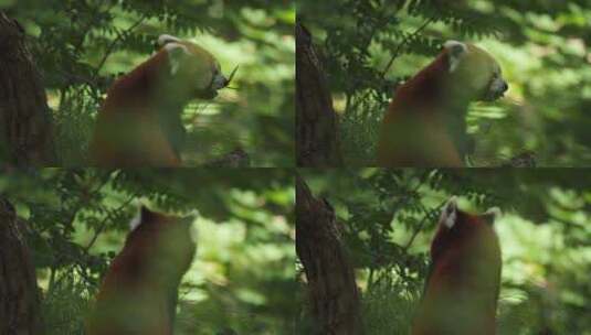 小动物视频浣熊 动物园浣熊素材高清在线视频素材下载