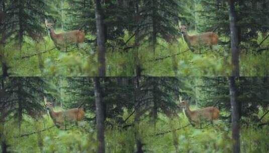 森林中的小鹿高清在线视频素材下载