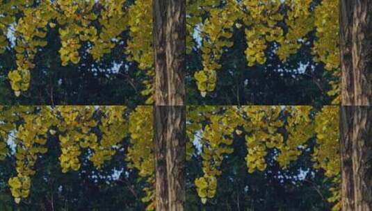 秋天银杏树黄叶树叶高清在线视频素材下载