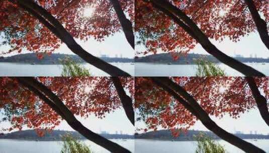 秋天南京玄武湖公园湖边红枫的秋意氛围高清在线视频素材下载