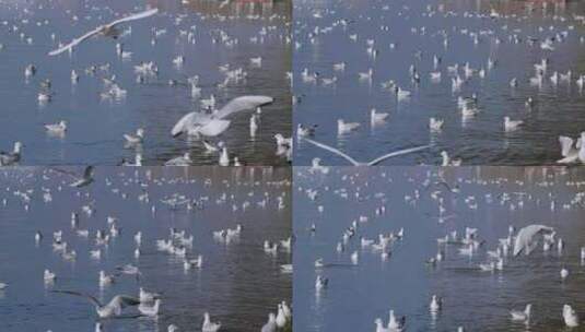 冬天云南昆明旅游海埂公园滇池飞翔的海鸥高清在线视频素材下载