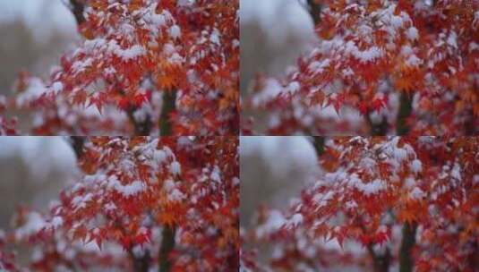 枫叶积雪素材高清在线视频素材下载