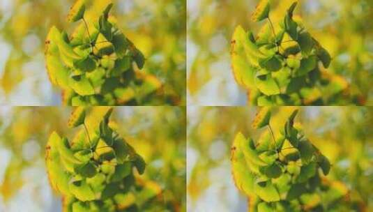 秋天的银杏叶高清在线视频素材下载