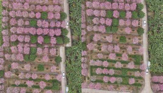 广东省广东省广州市南沙马克村紫花风铃高清在线视频素材下载