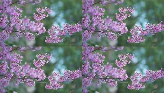 昆明冬樱花绽放高清在线视频素材下载
