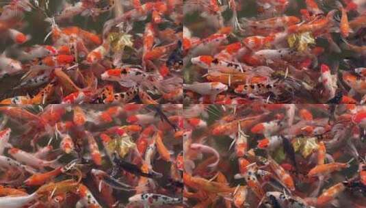 冰面下的锦鲤鱼群冬季初春气候高清在线视频素材下载