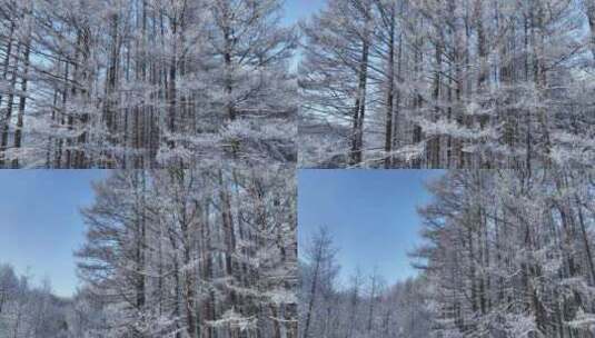 银装素裹冰雪松林高清在线视频素材下载