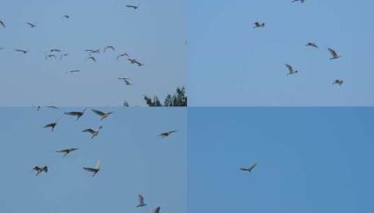 天空飞鸟一群白鹭高清在线视频素材下载