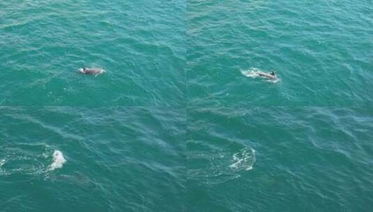 海豚在海洋中游泳高清在线视频素材下载
