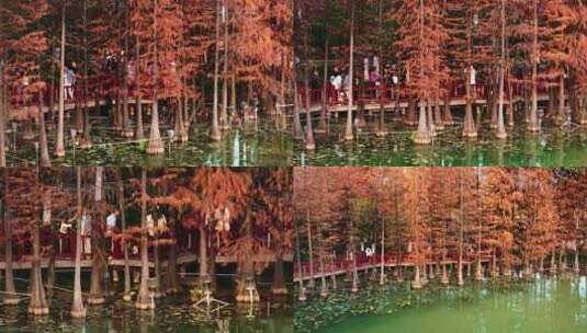 广州黄埔创业公园绝美落羽杉航拍4K视频高清在线视频素材下载