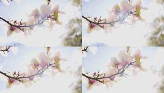 粉色和白色的花朵在明亮的春天阳光下轻轻摇高清在线视频素材下载